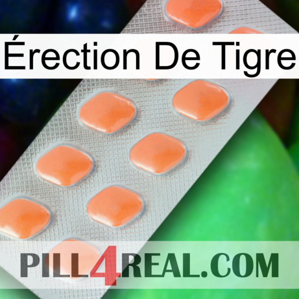 Érection De Tigre 26